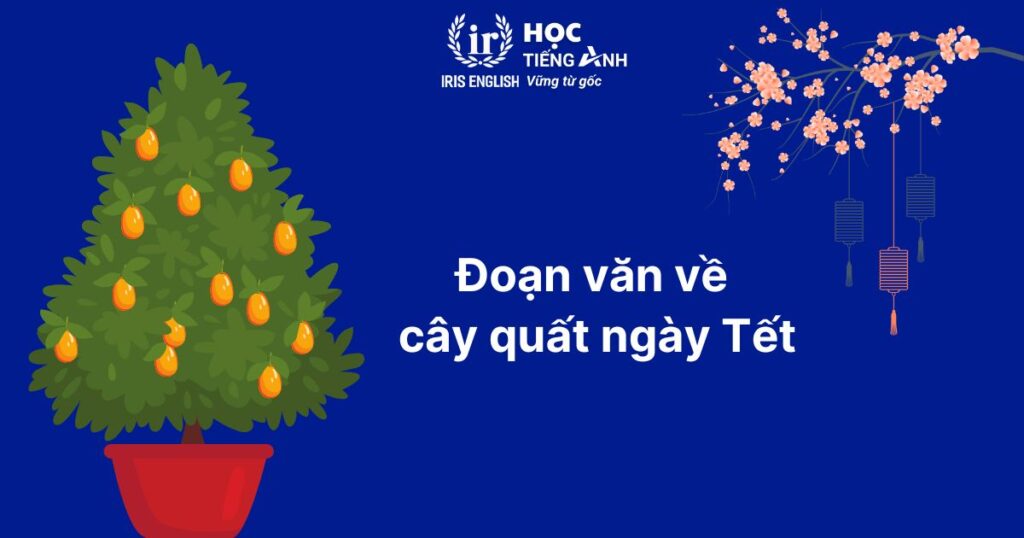 Đoạn văn viết về Tết bằng tiếng Anh số 6: Cây quất