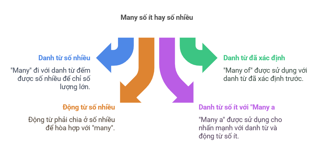 Many đi với số ít hay nhiều - visual selection