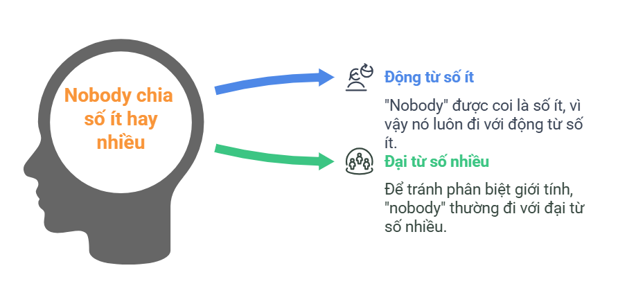 Nobody chia số ít hay số nhiều