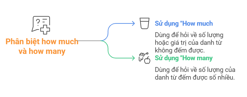 Phân biệt how much và how many - visual selection