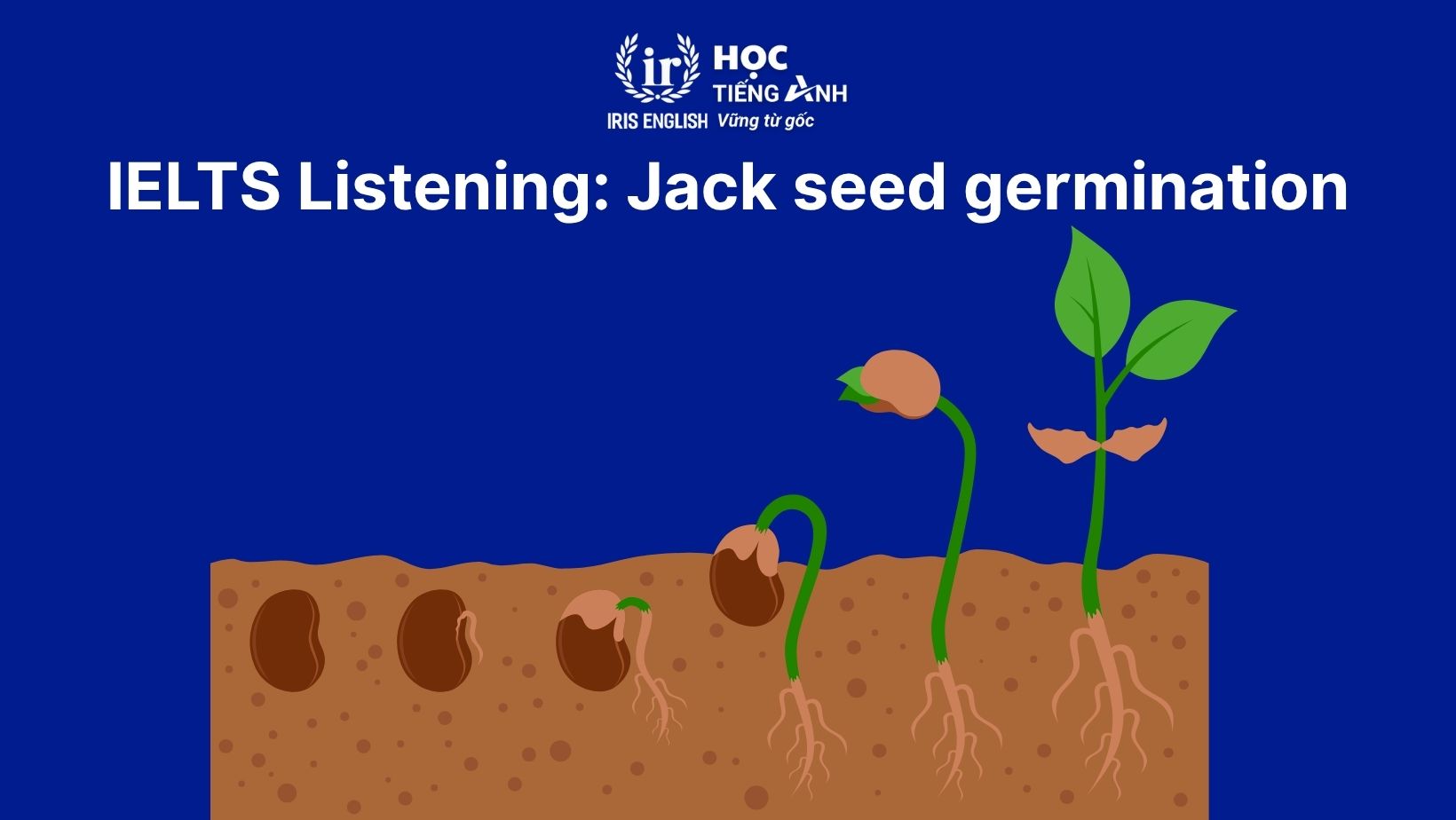 Jack seed germination listening answers