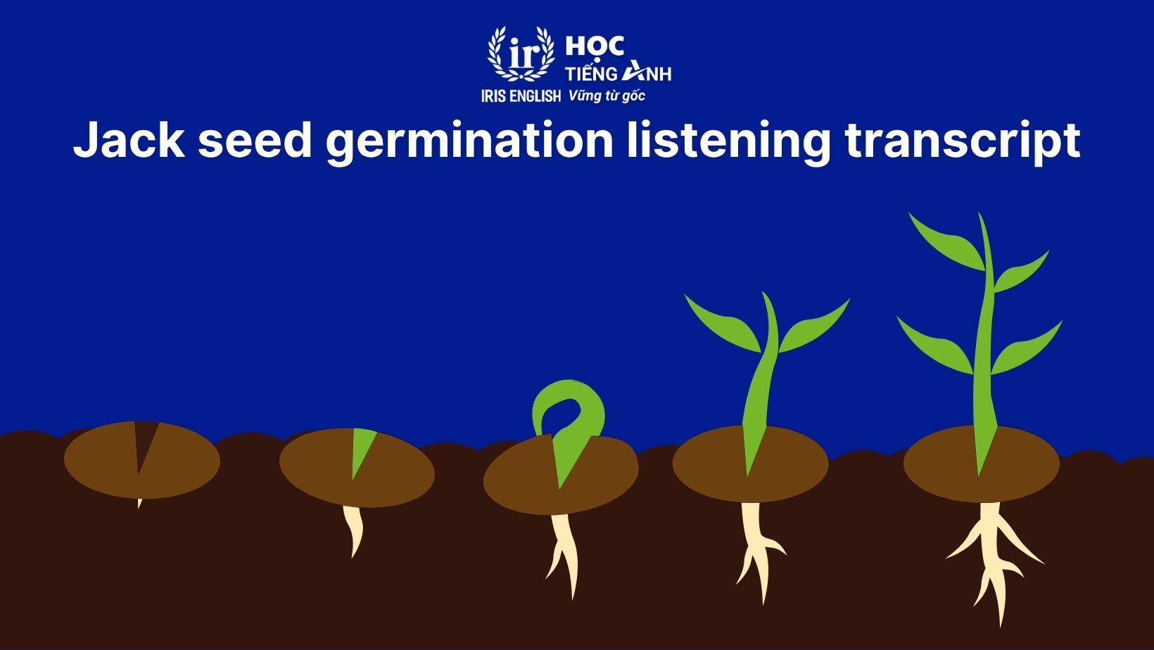 Jack seed germination listening transcript